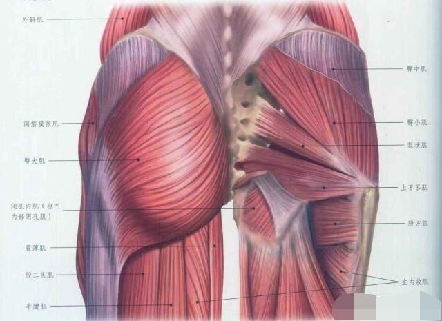 外旋肌:梨状肌,上孖肌,下孖肌,股方肌,闭孔内肌,闭孔外肌六块肌肉组成