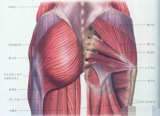 梨状肌,上孖肌,下孖肌,股方肌,闭孔内肌,闭孔外肌六块肌肉组成了髋