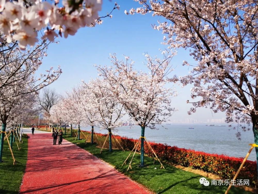 南京最长的樱花大道——幕燕滨江樱花大道已建成,预计本周末可以向