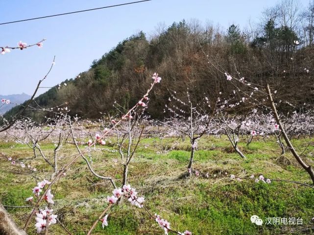 赏桃花,饮美酒,品美食,3月12日盘龙桃花谷来赴约