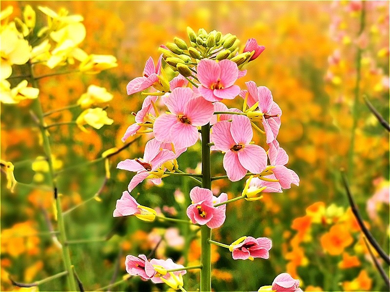 重庆这里竟藏了一片彩色油菜花海