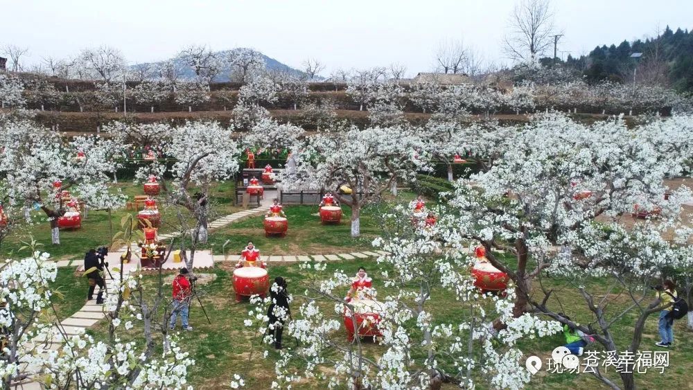 苍溪梨花节,"高清大图 视频"曝光!艳惊世界