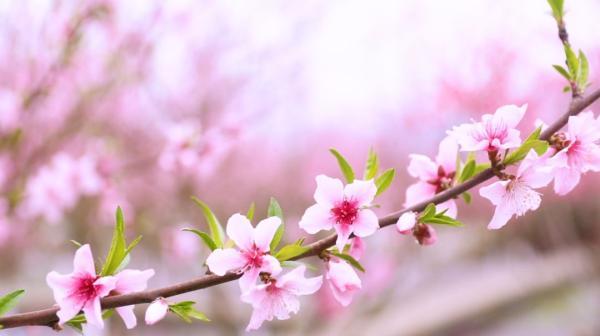 美如仙境!桃花江桃花开