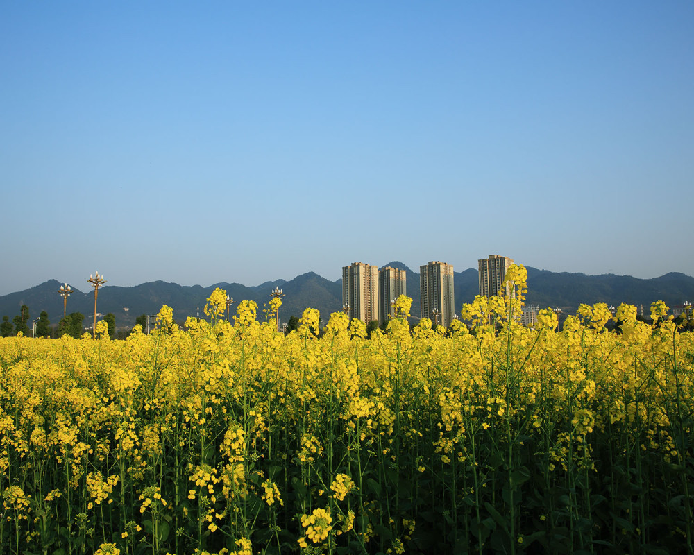现代城市中的油菜花海——观赏重庆市复盛高铁站的油菜花