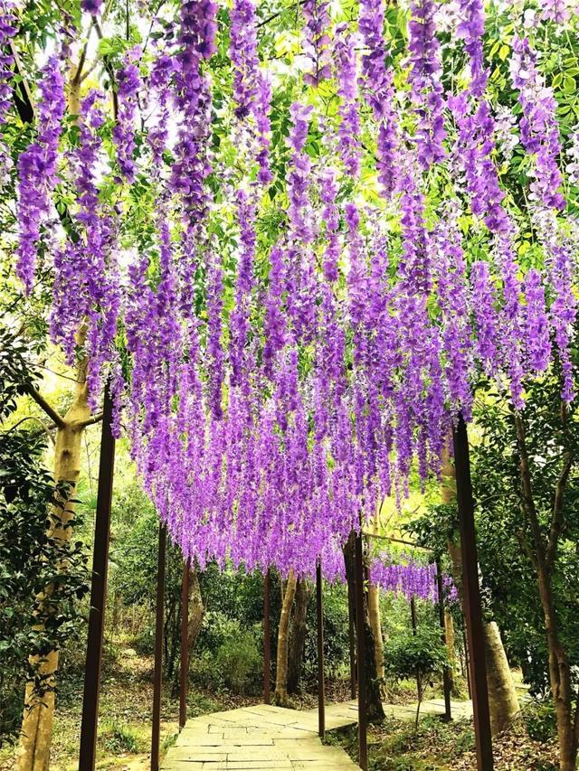 行走在山间 我们仿佛穿越时空,远离尘世 紫藤花的花语是: 醉人的恋情