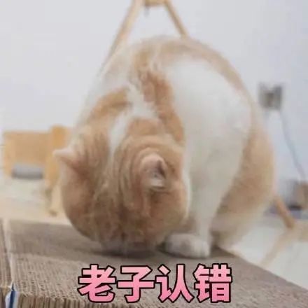 搞笑表情包:猫咪认错表情包合集