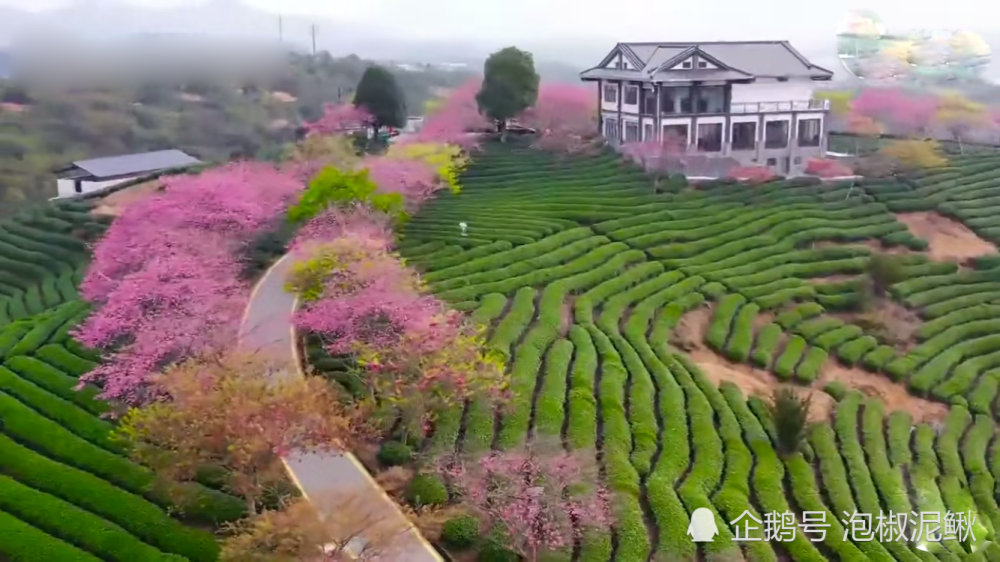 福建漳平永福樱花茶园里的樱花已进入花期,数十万株,四十多个品种的