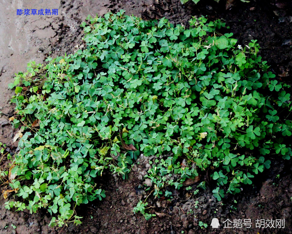 酢浆草科酢浆草种子,芽,幼苗,幼株及成株原图