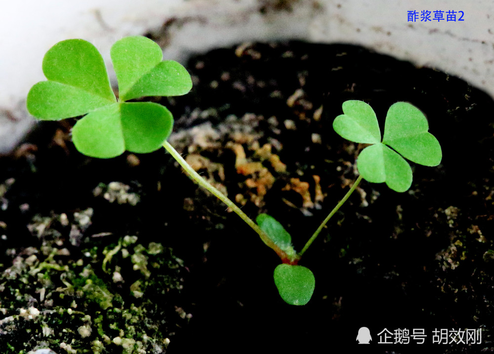 酢浆草科酢浆草种子,芽,幼苗,幼株及成株原图