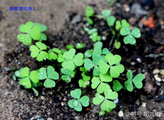 酢浆草科酢浆草种子,芽,幼苗,幼株及成株原图