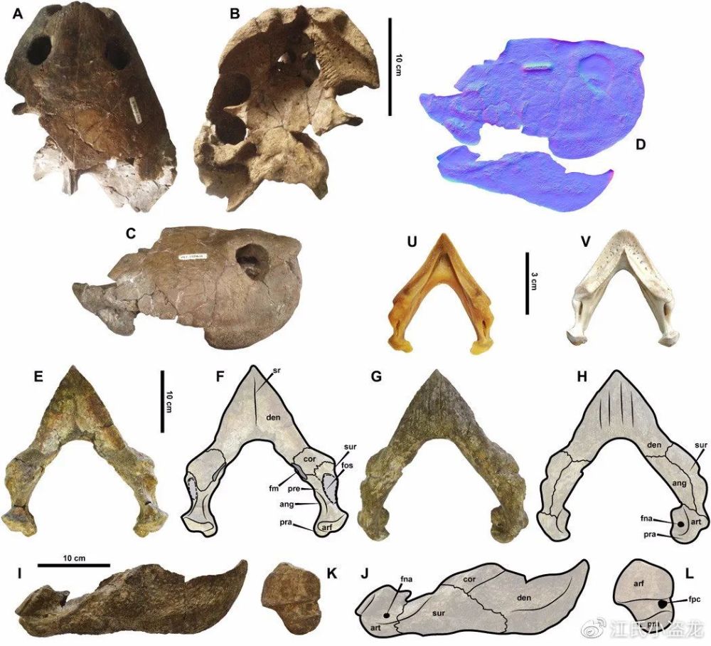 图注:地纹骇龟的头骨及下颌骨化石,图片来自论文