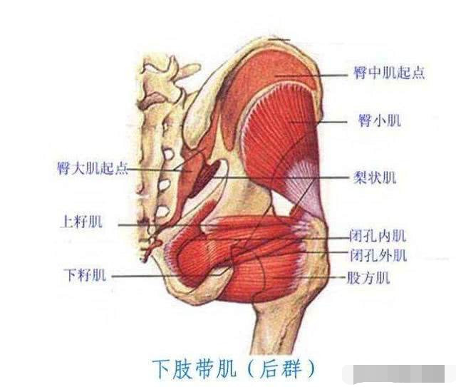 臀部外侧酸痛骨盆也感觉是歪的是不是腰椎间盘突出