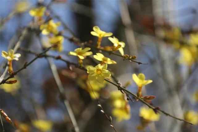 繁花似锦 细数老君山上的那些山花、附赏花攻略