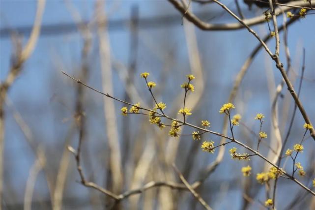 繁花似锦 细数老君山上的那些山花、附赏花攻略