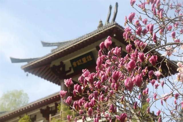 繁花似锦 细数老君山上的那些山花、附赏花攻略