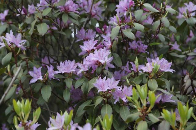繁花似锦 细数老君山上的那些山花、附赏花攻略