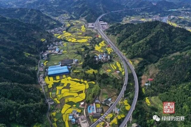 油菜花等多种花点缀下的荥经的春天,高速公路,国道108等各种公路,河流