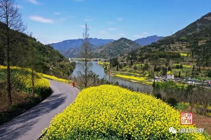 油菜花等多种花点缀下的荥经的春天,高速公路,国道108等各种公路,河流