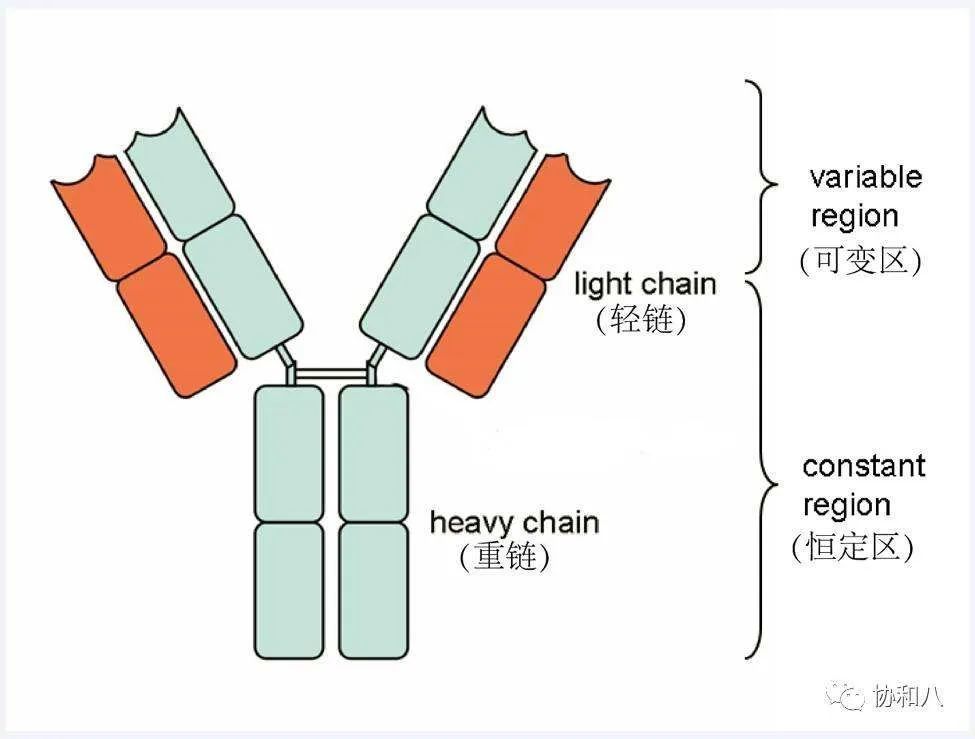 单克隆抗体:瞄准新冠病毒的生物导弹