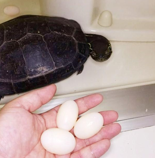 就想着乌龟蛋也是蛋,反正都凑了十来个,也够吃个大餐的