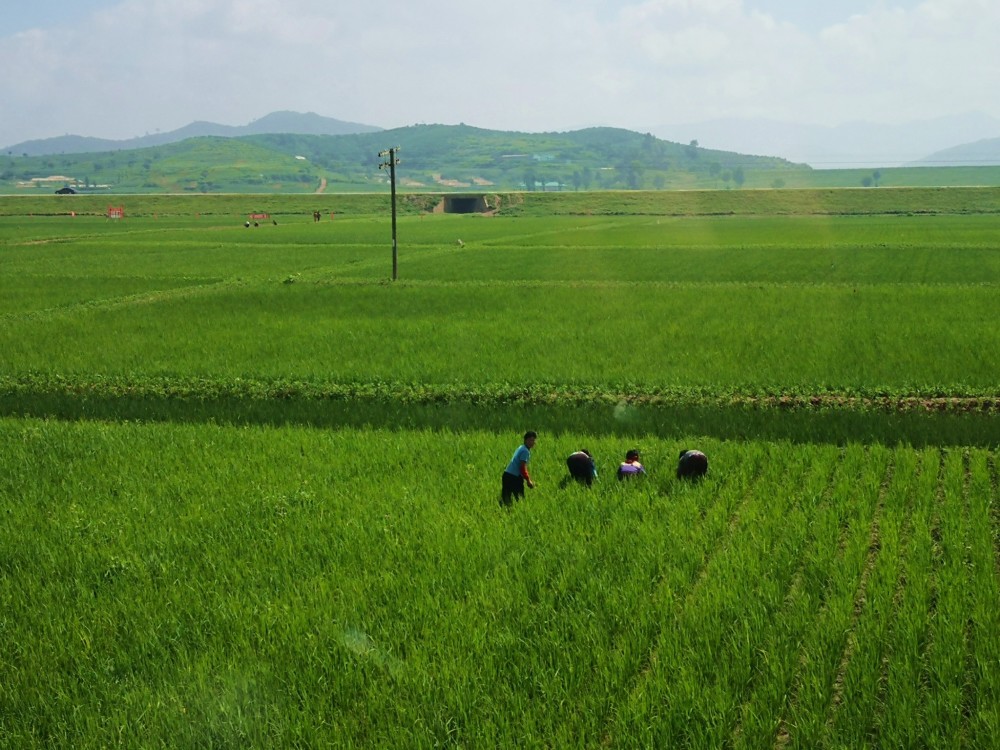 走进朝鲜:朝鲜农村百姓如何种庄稼?