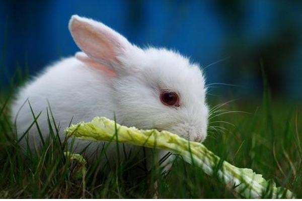 幼兔吃什么?鸟基地为你分享饲养小兔子的注意事项!