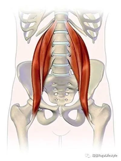 髂腰肌是由髂肌和腰大肌共同组成的髋屈肌群,因为个体差异,部分人也