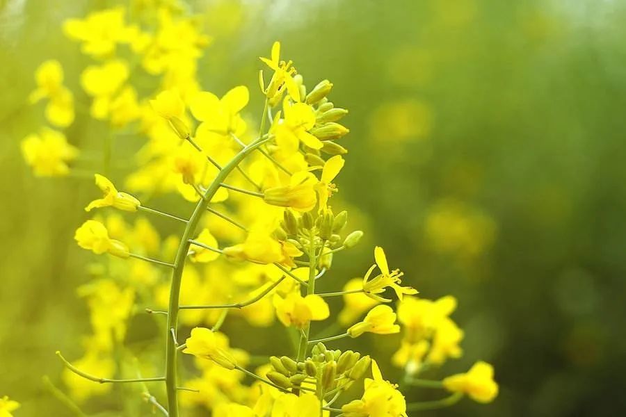 去赏油菜花海,南京这些地方不要错过!