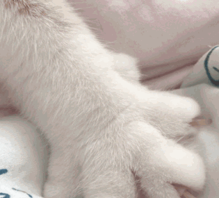 猫爪大大的作用不过这么可爱的jiojio对于猫猫来说可是有大作用咯▼