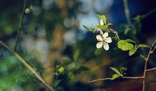 春分·花信 春分三候对应的花信是 一候海棠,二候梨花,三候木兰.