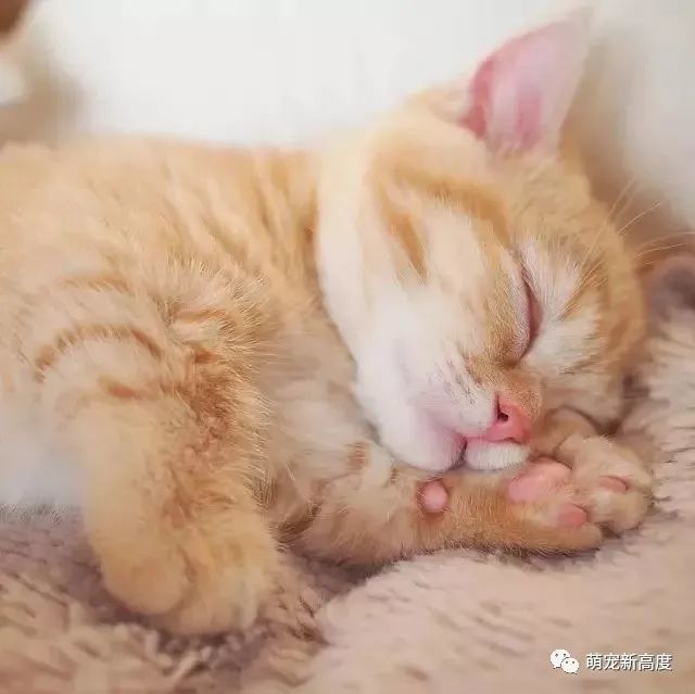 橘猫可爱头像,小土猫也很可爱.