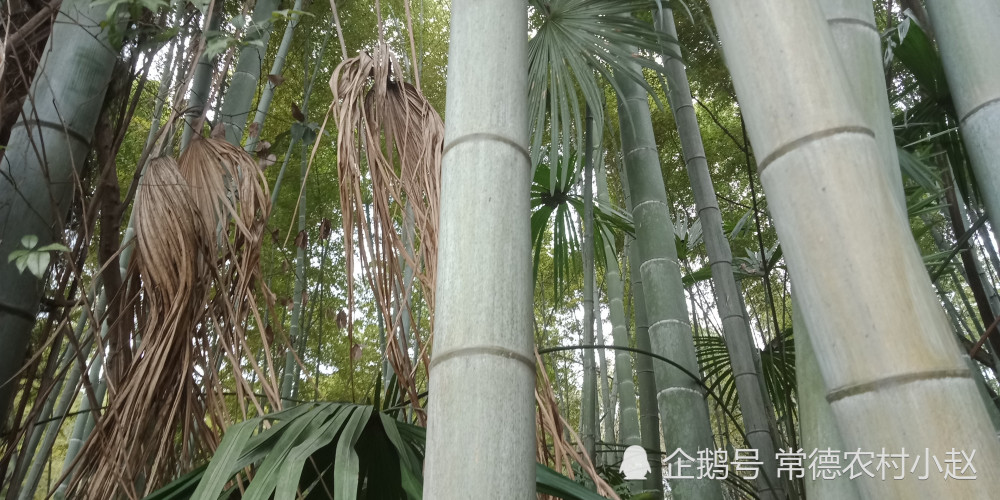 在农村的日常生活中,有很多地方都有用到,像篮子,箩筐,撮箕,凉席,凉床
