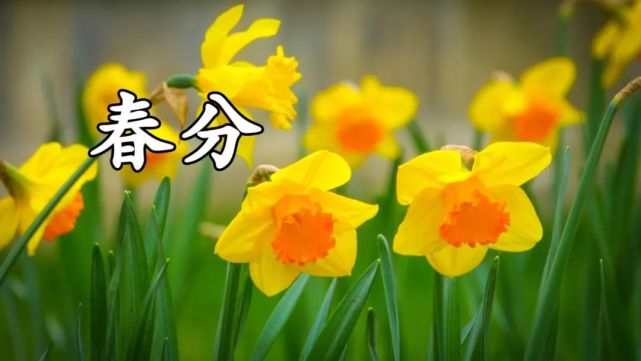 2022年春分节气问候祝福语动态表情图片,春分问候祝福朋友的句子
