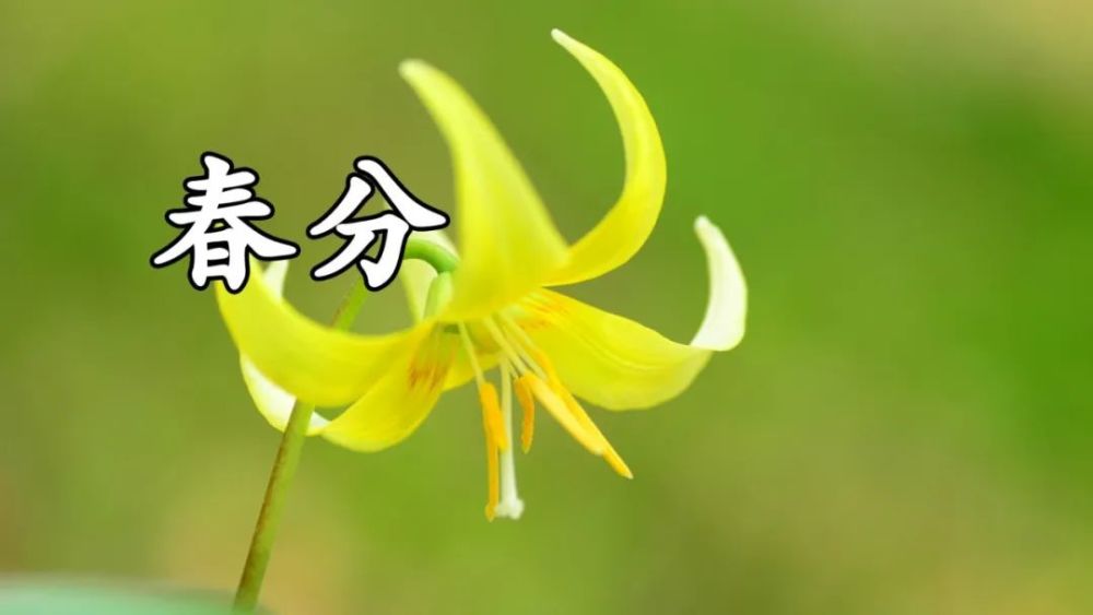 3月20日春分早上好最棒问候表情祝福语录清晨最美祝福美图