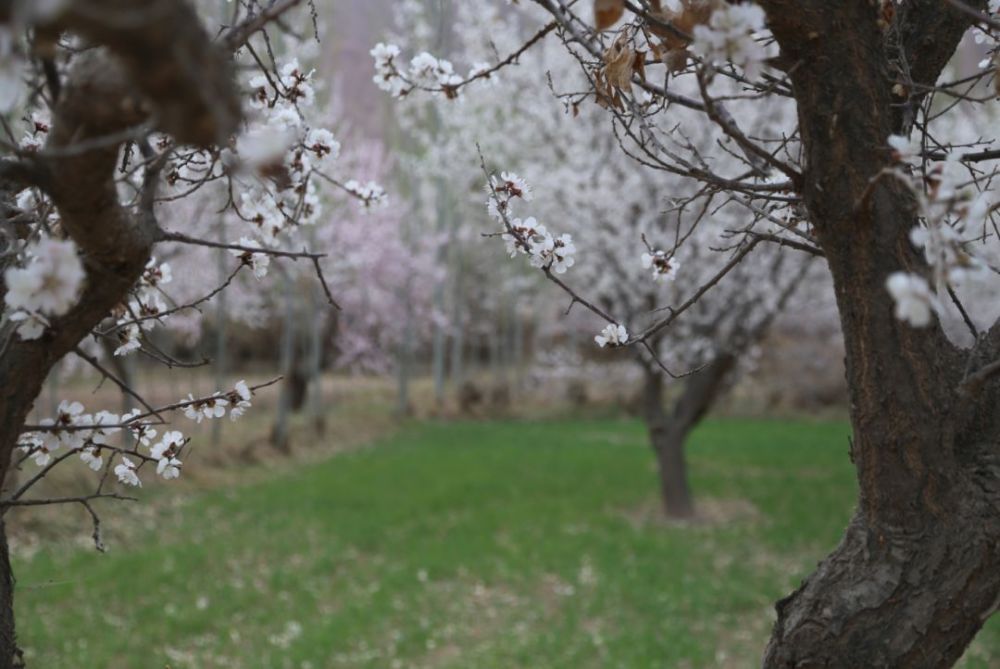 杏花映面格外红,杏花树下,各种美妙温情的场景,随处可见,一切都是这么