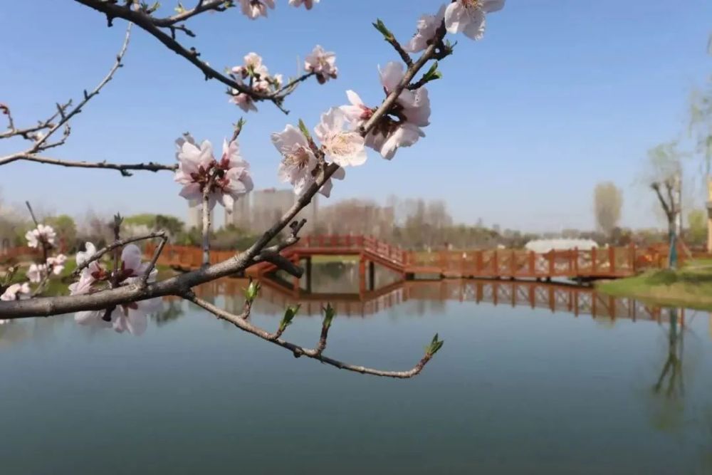 叶县桃花节赏花季持续到5月1日