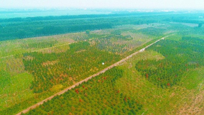 雄安:"千年秀林"今年将增绿10万亩,植树范围包括这些区域