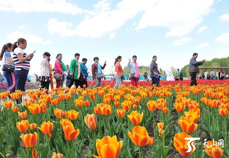 此外 在新疆缤纷花季 你还可以 5月去五家渠市赏郁金香 6月去温泉县赏