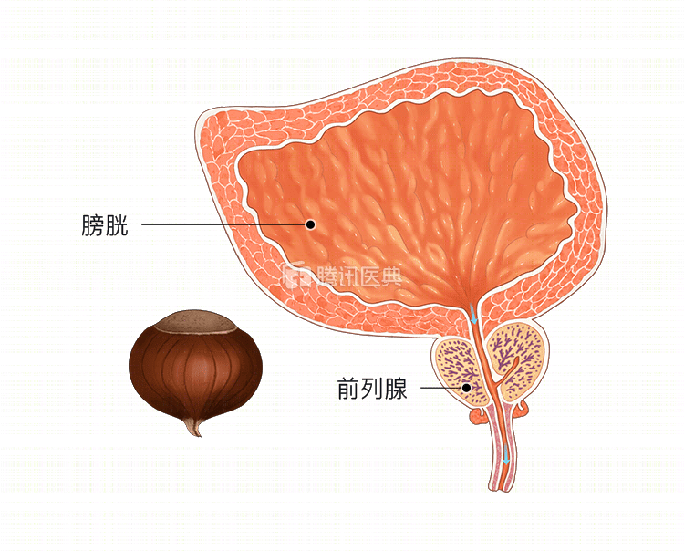 前列腺是人体内较小的一个器官,成人的前列腺