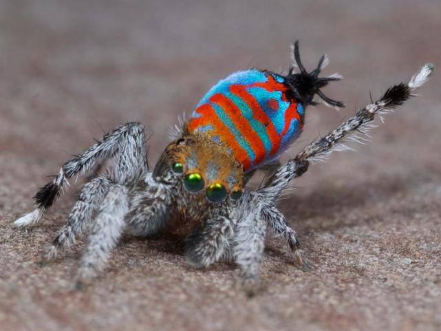 澳大利亚孔雀蜘蛛