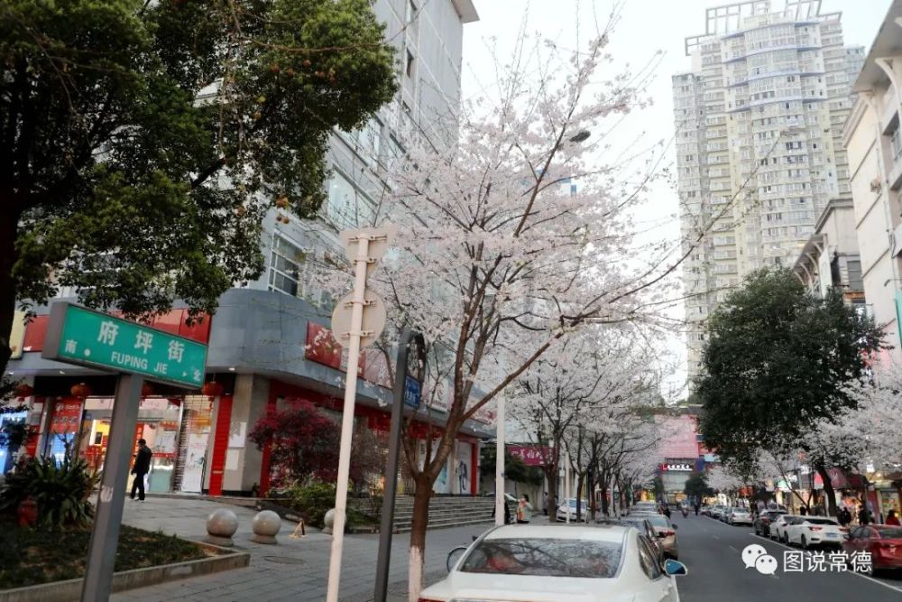 不是高山街——昨夜 常德发现新的樱花一条街
