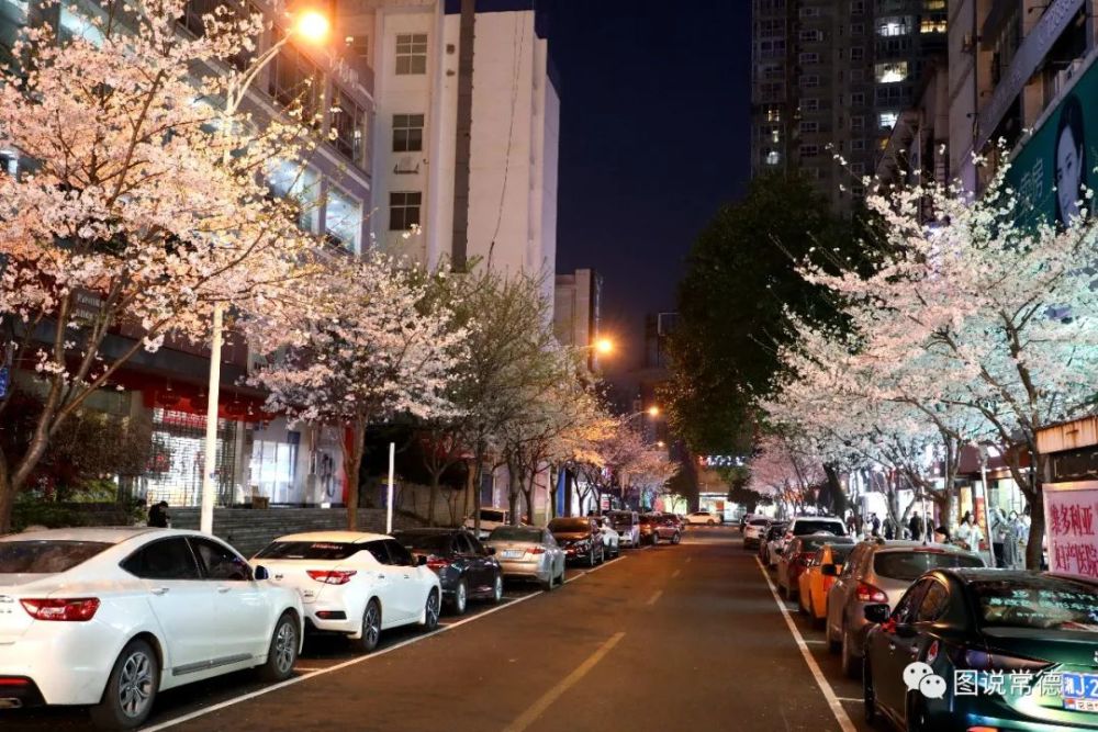 不是高山街——昨夜 常德发现新的樱花一条街