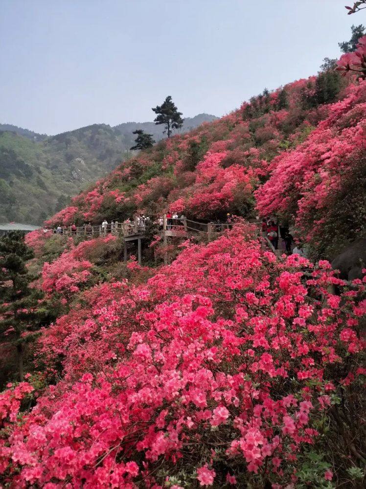 图虫:不当咸鱼的咸鱼 武汉云雾山, 杜鹃花开红满山, 到处充满了生机.