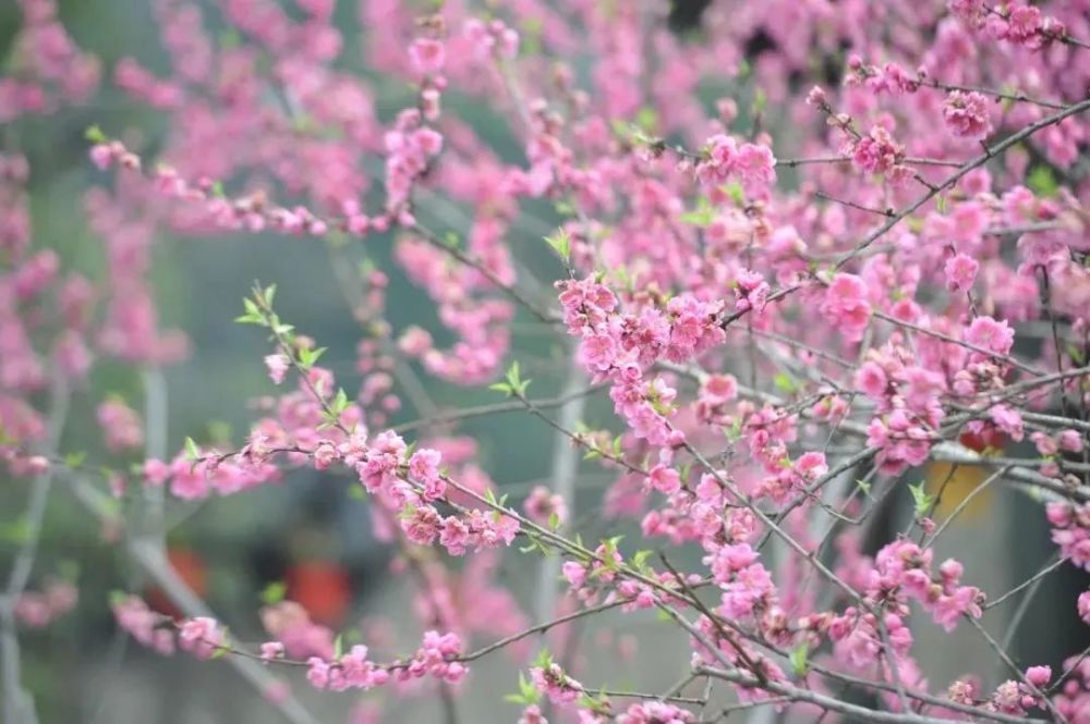 长沙驱车2h,带你重回十里桃花岸万亩桃花林