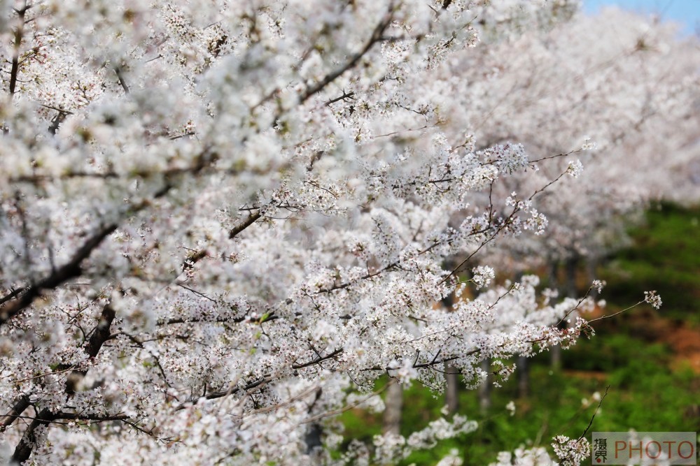 春风又绿江南岸,广农农场樱花园千亩樱花惹蝶舞