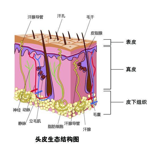 头皮的构造很复杂,有毛囊,小汗腺,还有皮脂腺等.