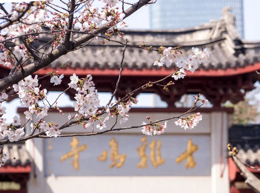 南京人的春天,从挤一次鸡鸣寺樱花大道开始