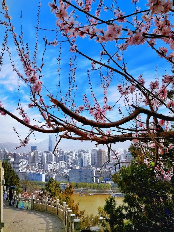 在 省会兰州,黄河水暖鸭先知,这里的候鸟已经开始北返回到繁殖地繁衍