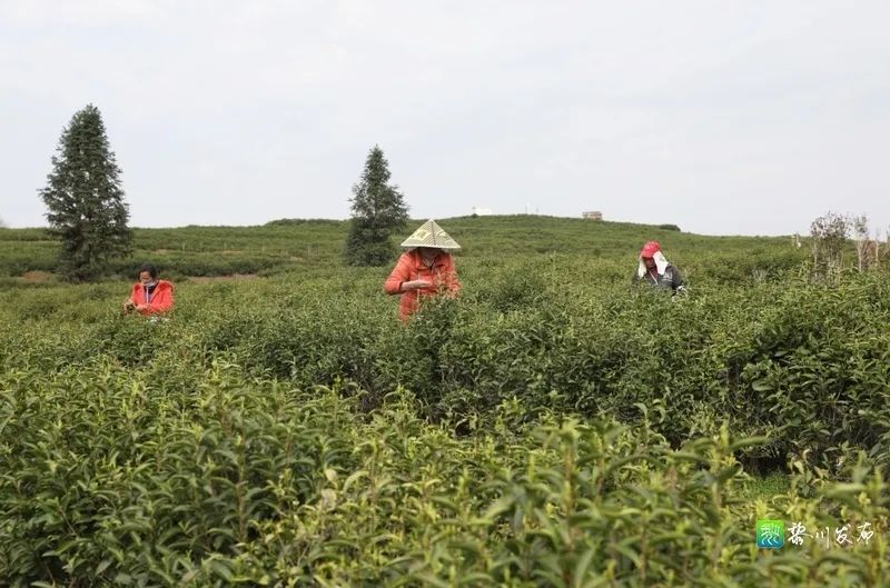 据了解,黎川县船屋茶叶茶油专业合作社是我县唯一一家从事有机白茶