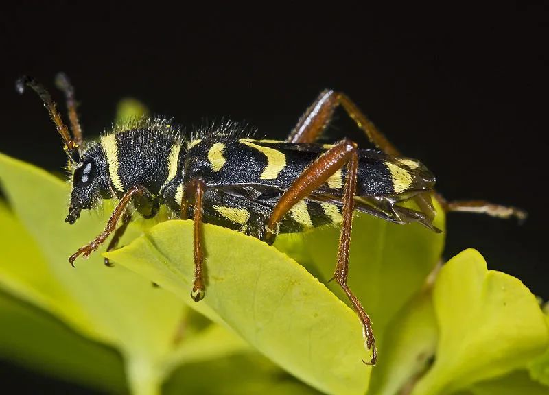 天牛clytus arietes的身体呈鲜艳的黄色和黑色,就连移动方式都和黄蜂